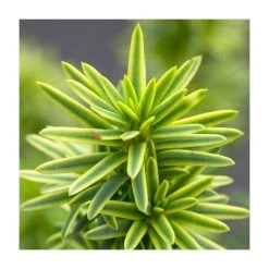 Taxus baccata 'David' | 1L Pot