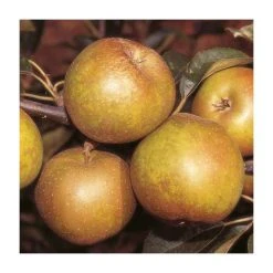 5ft 'Egremont Russet' Dessert Apple Tree | M26 Semi Dwarfing Rootstock | 12L Pot | By Frank P Matthews™ -Roots Shop TR004712L add image 2 98ac