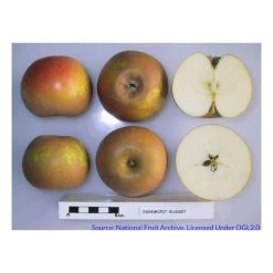 5ft 'Egremont Russet' Dessert Apple Tree | M26 Semi Dwarfing Rootstock | 12L Pot | By Frank P Matthews™ -Roots Shop TR004712L add image 3 6e50