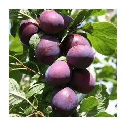 5ft 'Czar' Plum Tree | VVA-1 Semi Dwarfing Rootstock | 12L Pot | By Frank P Matthews™ -Roots Shop TR009112LSJ add image 1 dfdb