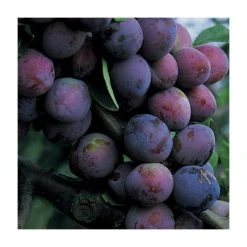 5ft 'Czar' Plum Tree | VVA-1 Semi Dwarfing Rootstock | 12L Pot | By Frank P Matthews™ -Roots Shop TR009112LSJ add image 2 744f