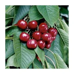 4ft 'Stella' Patio Cherry Tree | Gisela 5 Semi Dwarfing Rootstock | 11.5L Pot | By Frank P Matthews™ 8 4ft 'Stella' Patio Cherry Tree | Gisela 5 Semi Dwarfing Rootstock | 11.5L Pot | By Frank P Matthews™ -Roots Shop TR011411 5L add image 2 fc1a