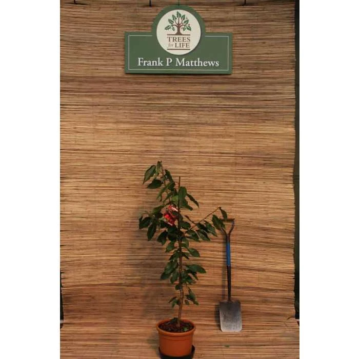 4ft 'Stella' Patio Cherry Tree | Gisela 5 Semi Dwarfing Rootstock | 11.5L Pot | By Frank P Matthews™ 2 4ft 'Stella' Patio Cherry Tree | Gisela 5 Semi Dwarfing Rootstock | 11.5L Pot | By Frank P Matthews™ - Image 2