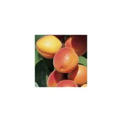 Prunus 'Early Moorpark' | Apricot Tree