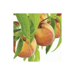 5ft 'Peregrine' Peach Tree | SJA Semi Vigorous Rootstock | 7L Pot | By Frank P Matthews™