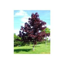 Acer platanoides 'Crimson King' | Purple Norway Maple Tree | 12L Pot | 150-180cm | By Frank P Matthews -Roots Shop TR013012L add image 1 5e2b