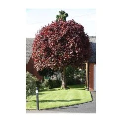 Acer platanoides 'Crimson King' | Purple Norway Maple Tree | 12L Pot | 150-180cm | By Frank P Matthews -Roots Shop TR013012L add image 3 8a40