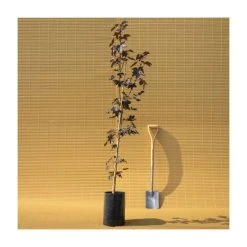 Acer platanoides 'Crimson King' | Norway Maple Tree 11 Acer platanoides 'Crimson King' | Norway Maple Tree -Roots Shop TR0130 add image 4 a1c8