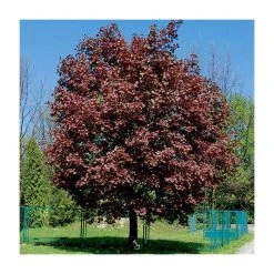 Acer platanoides 'Crimson King' | Norway Maple Tree