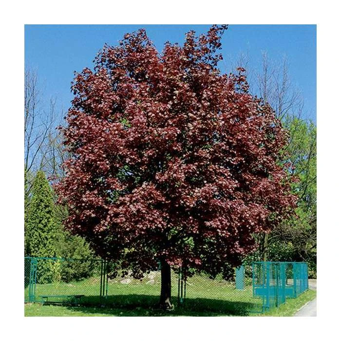 Acer platanoides 'Crimson King' | Norway Maple Tree 1 Acer platanoides 'Crimson King' | Norway Maple Tree