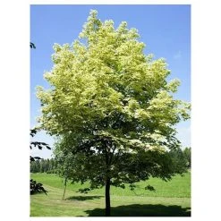Acer platanoides 'Drummondii' | Silver Variegated Norway Maple Tree | 12L Pot | 120-150cm 8 Acer platanoides 'Drummondii' | Silver Variegated Norway Maple Tree | 12L Pot | 120-150cm -Roots Shop TR013112L add image 1 d950