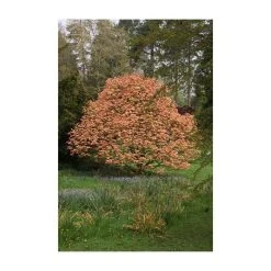 Acer platanoides 'Drummondii' | Silver Variegated Norway Maple Tree | 12L Pot | 120-150cm 9 Acer platanoides 'Drummondii' | Silver Variegated Norway Maple Tree | 12L Pot | 120-150cm -Roots Shop TR013112L add image 2 6600