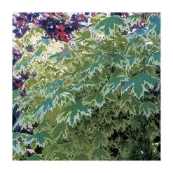 Acer platanoides 'Drummondii' | Silver Variegated Norway Maple Tree | 12L Pot | 120-150cm 10 Acer platanoides 'Drummondii' | Silver Variegated Norway Maple Tree | 12L Pot | 120-150cm -Roots Shop TR013112L add image 3 bb5d