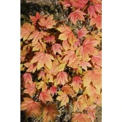 Acer platanoides 'Drummondii' | Silver Variegated Norway Maple Tree | 12L Pot | 120-150cm 11 Acer platanoides 'Drummondii' | Silver Variegated Norway Maple Tree | 12L Pot | 120-150cm -Roots Shop TR013112L add image 4 e14d