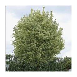 Acer platanoides 'Drummondii' | Silver Variegated Norway Maple Tree | 12L Pot | 120-150cm