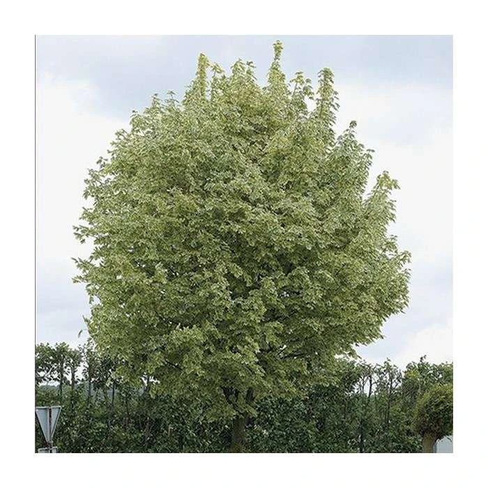 Acer platanoides 'Drummondii' | Silver Variegated Norway Maple Tree | 12L Pot | 120-150cm 1 Acer platanoides 'Drummondii' | Silver Variegated Norway Maple Tree | 12L Pot | 120-150cm
