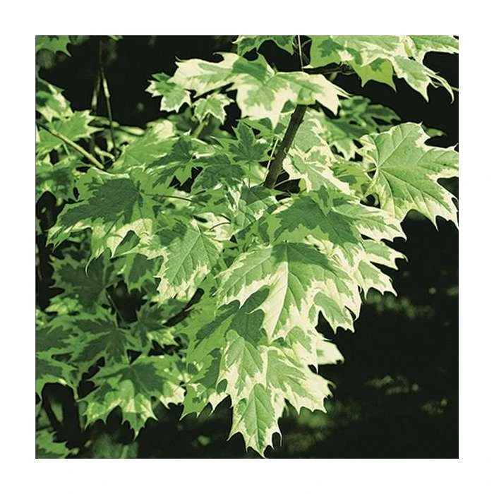Acer platanoides 'Drummondii' | Silver Variegated Norway Maple Tree | 12L Pot | 120-150cm 2 Acer platanoides 'Drummondii' | Silver Variegated Norway Maple Tree | 12L Pot | 120-150cm - Image 2
