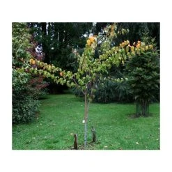 Acer davidii 'George Forrest' | Snakebark Maple Tree | 9L Pot | 120-150cm -Roots Shop TR0132 add image 1 20ee