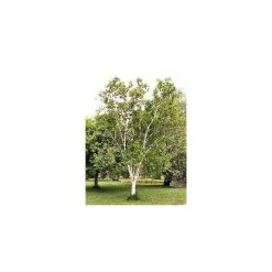 Betula papyrifera | Paper Birch Tree | 9L Pot | 120-150cm