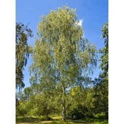 Silver Birch | Betula Pendula -Roots Shop TR013512L add image 1 57df