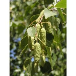 Silver Birch | Betula Pendula -Roots Shop TR013512L add image 2 6e23