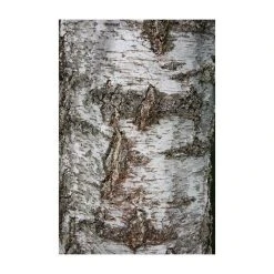 Silver Birch | Betula Pendula -Roots Shop TR013512L add image 3 942a
