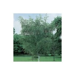 Silver Birch | Betula Pendula -Roots Shop TR013512L add image 4 e015
