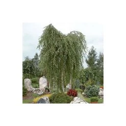 Silver Birch | Betula Pendula