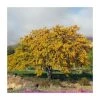 Gleditsia triacanthos f inermis 'Sunburst' | Golden Honey Locust Tree