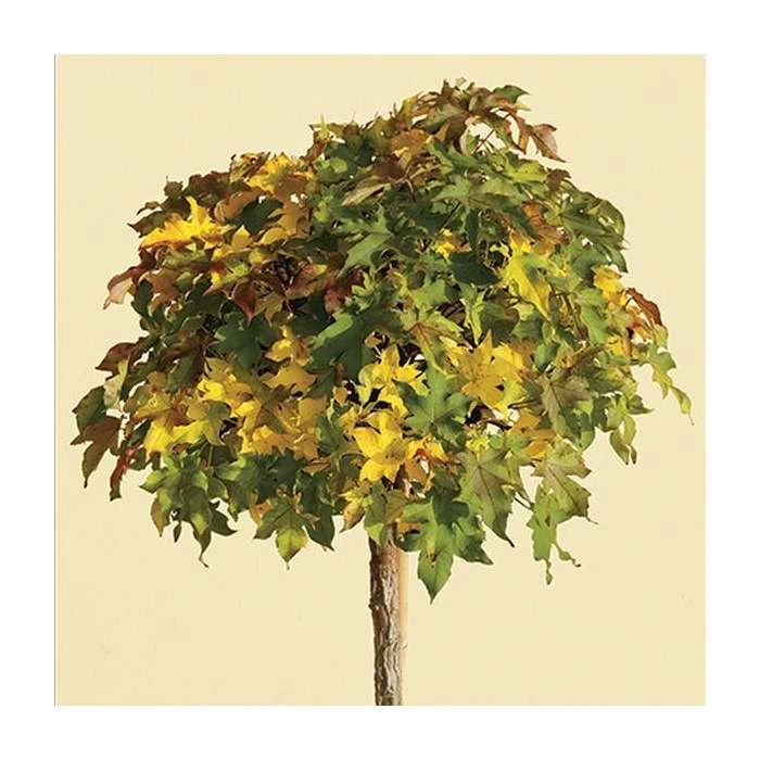 Liquidambar styraciflua 'Gum Ball' | Sweet Gum Tree | 18L Pot | 120-150cm Half Standard 3 Liquidambar styraciflua 'Gum Ball' | Sweet Gum Tree | 18L Pot | 120-150cm Half Standard - Image 3