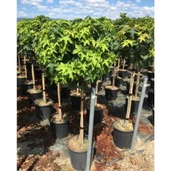 Liquidambar styraciflua 'Gum Ball' | Sweet Gum Tree | 18L Pot | 120-150cm Half Standard 8 Liquidambar styraciflua 'Gum Ball' | Sweet Gum Tree | 18L Pot | 120-150cm Half Standard -Roots Shop TR015018L add image 2 f218