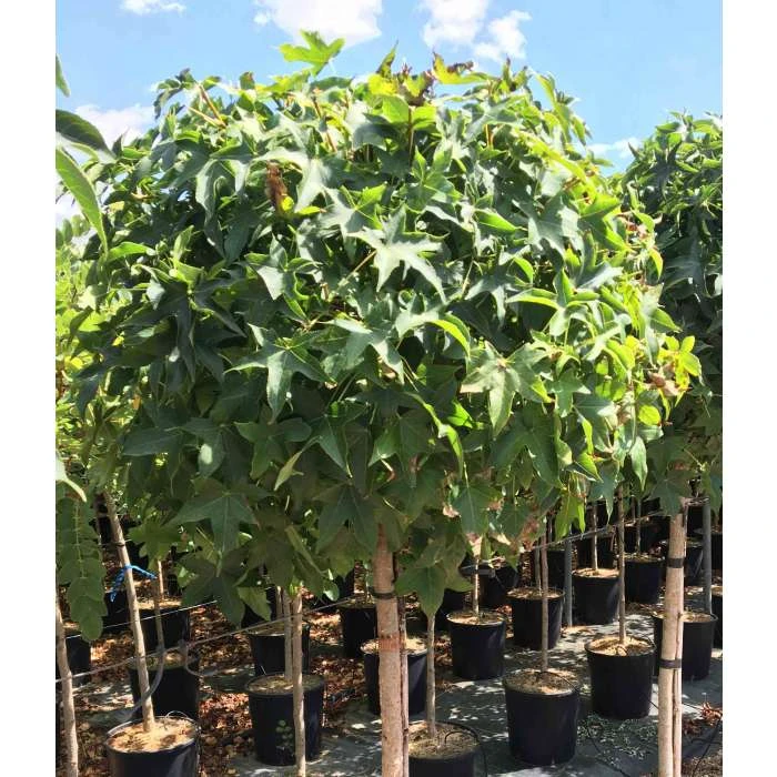 Liquidambar styraciflua 'Gum Ball' | Sweet Gum Tree | 18L Pot | 120-150cm Half Standard 5 Liquidambar styraciflua 'Gum Ball' | Sweet Gum Tree | 18L Pot | 120-150cm Half Standard - Image 5