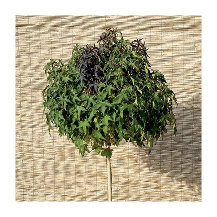 Liquidambar styraciflua 'Gum Ball' | Sweet Gum Tree | 18L Pot | 120-150cm Half Standard 2 Liquidambar styraciflua 'Gum Ball' | Sweet Gum Tree | 18L Pot | 120-150cm Half Standard - Image 2