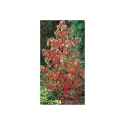 Liquidambar styraciflua | Sweet Gum Tree 11 Liquidambar styraciflua | Sweet Gum Tree -Roots Shop TR0150 add image 3 f914