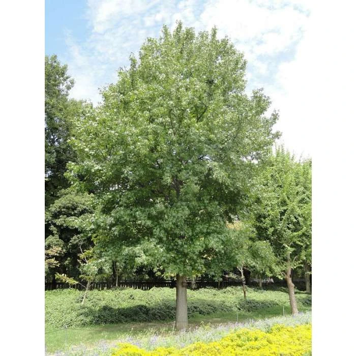 Liquidambar styraciflua | Sweet Gum Tree 6 Liquidambar styraciflua | Sweet Gum Tree - Image 6