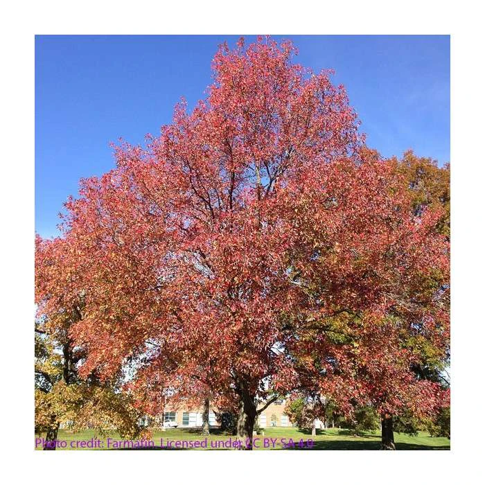 Liquidambar styraciflua | Sweet Gum Tree 7 Liquidambar styraciflua | Sweet Gum Tree - Image 7
