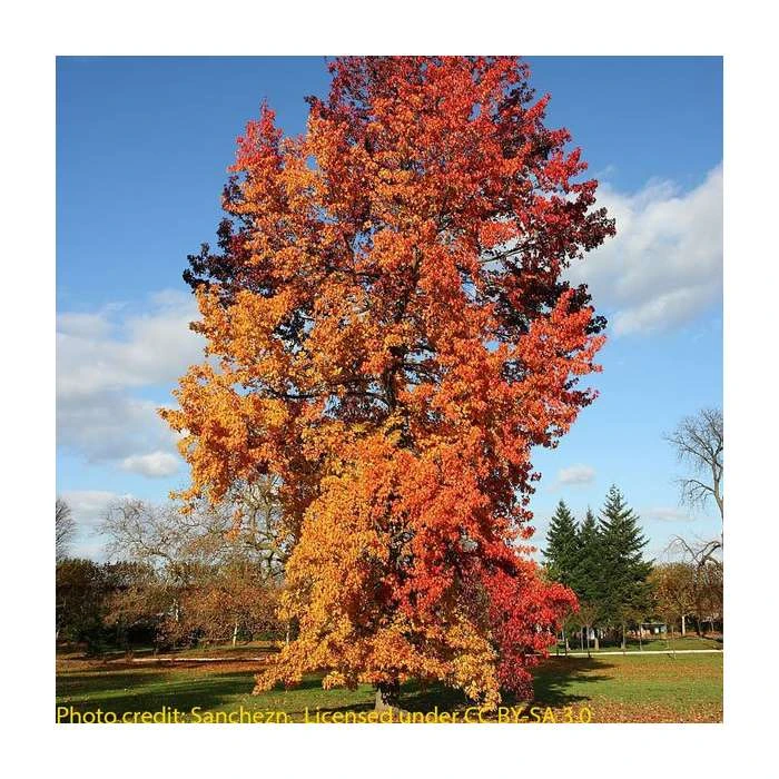 Liquidambar styraciflua | Sweet Gum Tree 1 Liquidambar styraciflua | Sweet Gum Tree