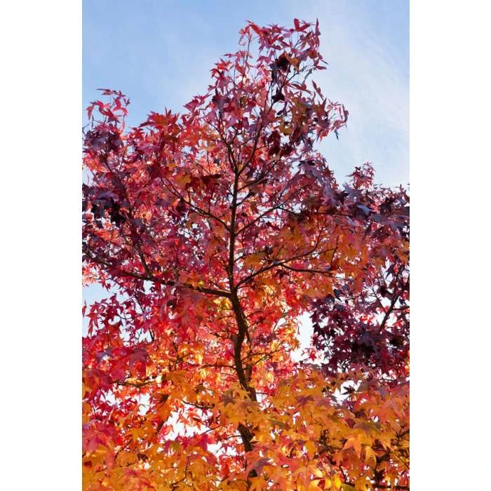 Liquidambar styraciflua | Sweet Gum Tree 2 Liquidambar styraciflua | Sweet Gum Tree - Image 2