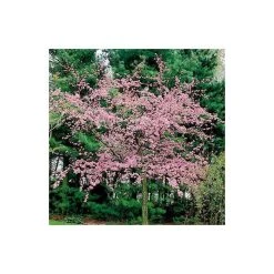 Malus floribunda | Crabapple Tree -Roots Shop TR01559L add image 1 c451
