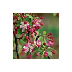 Malus floribunda | Crabapple Tree -Roots Shop TR01559L add image 2 da00