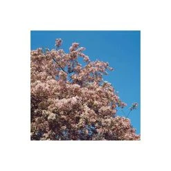 Malus floribunda | Crabapple Tree -Roots Shop TR01559L add image 3 8d5e