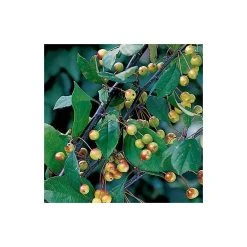 Malus floribunda | Crabapple Tree -Roots Shop TR01559L add image 4 1c75
