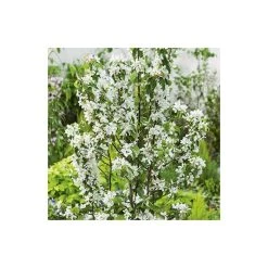 Malus 'John Downie' | Crabapple Tree 6 Malus 'John Downie' | Crabapple Tree -Roots Shop TR01579L add image 1 36c1