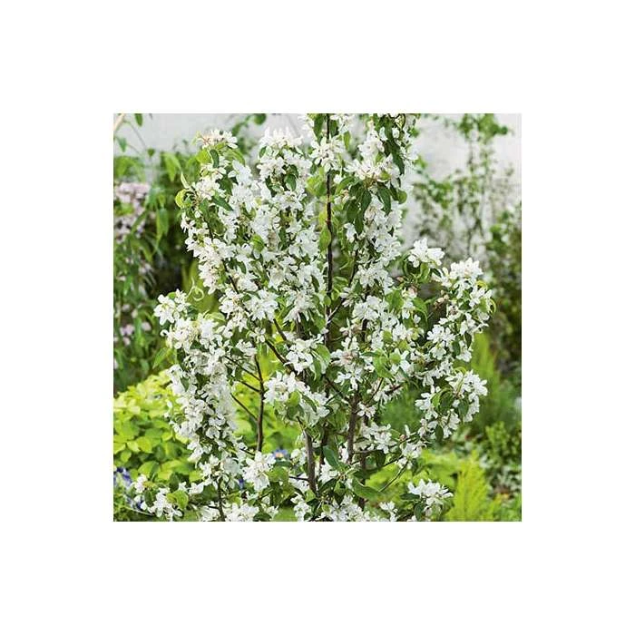 Malus 'John Downie' | Crabapple Tree 3 Malus 'John Downie' | Crabapple Tree - Image 3