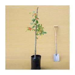 Malus 'John Downie' | Crabapple Tree 7 Malus 'John Downie' | Crabapple Tree -Roots Shop TR01579L add image 2 0c7c