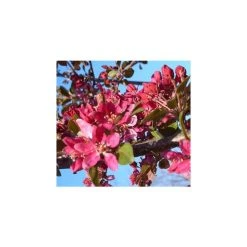 Malus x moerlandsii 'Profusion' | Crabapple Tree -Roots Shop TR01599L add image 3 14e5