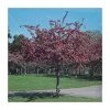 Malus x moerlandsii 'Profusion' | Crabapple Tree
