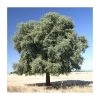 Quercus ilex | Evergreen Oak Tree | 9L Pot | 120-150cm