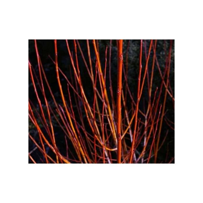 Salix alba 'Britzenis' | Willow Tree 3 Salix alba 'Britzenis' | Willow Tree - Image 3