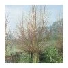 Salix alba 'Britzenis' | Willow Tree